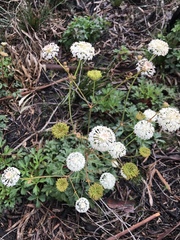 Trachymene composita