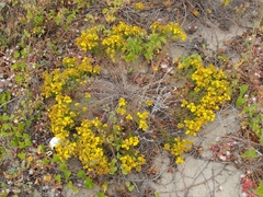 Deinandra clementina