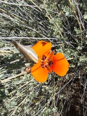 Calochortus kennedyi