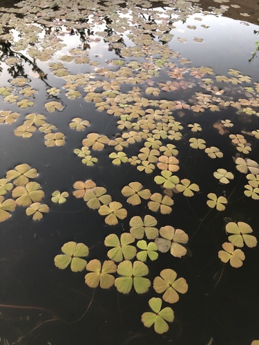 Marsilea hirsuta