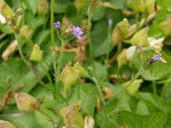 Gilia nevinii