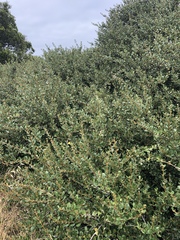 Ceanothus megacarpus insularis