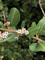 Ceanothus megacarpus insularis