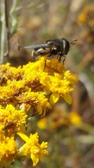 Copestylum marginatum