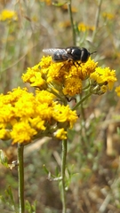 Copestylum marginatum