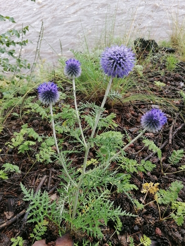 Southern globe thistle (Echinops ritro)