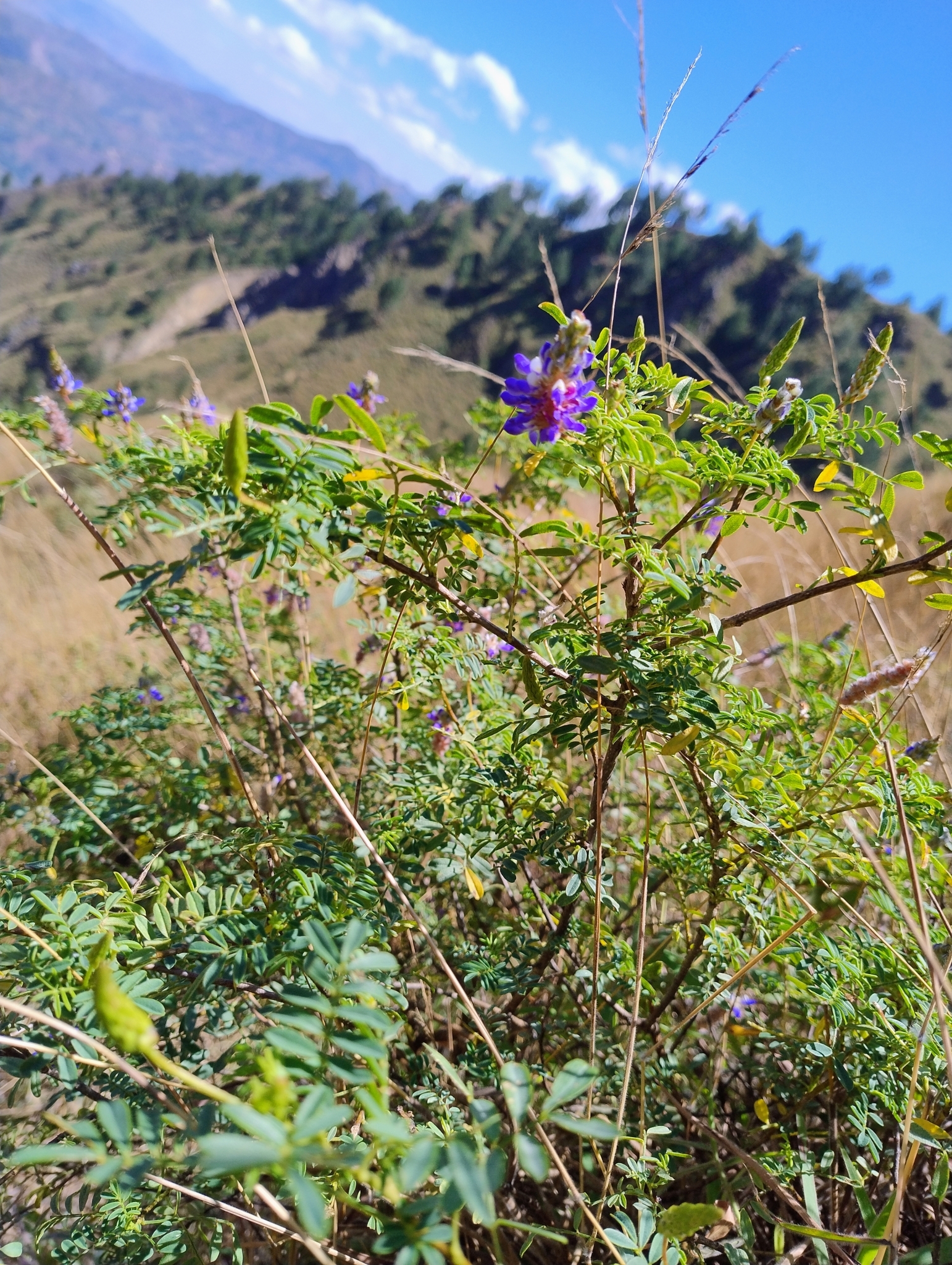 Dalea coerulea image