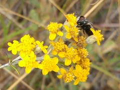 Copestylum marginatum