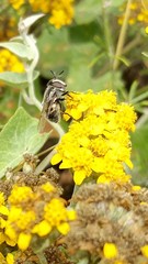 Copestylum marginatum