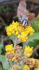 Copestylum marginatum