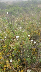 Calystegia macrostegia amplissima