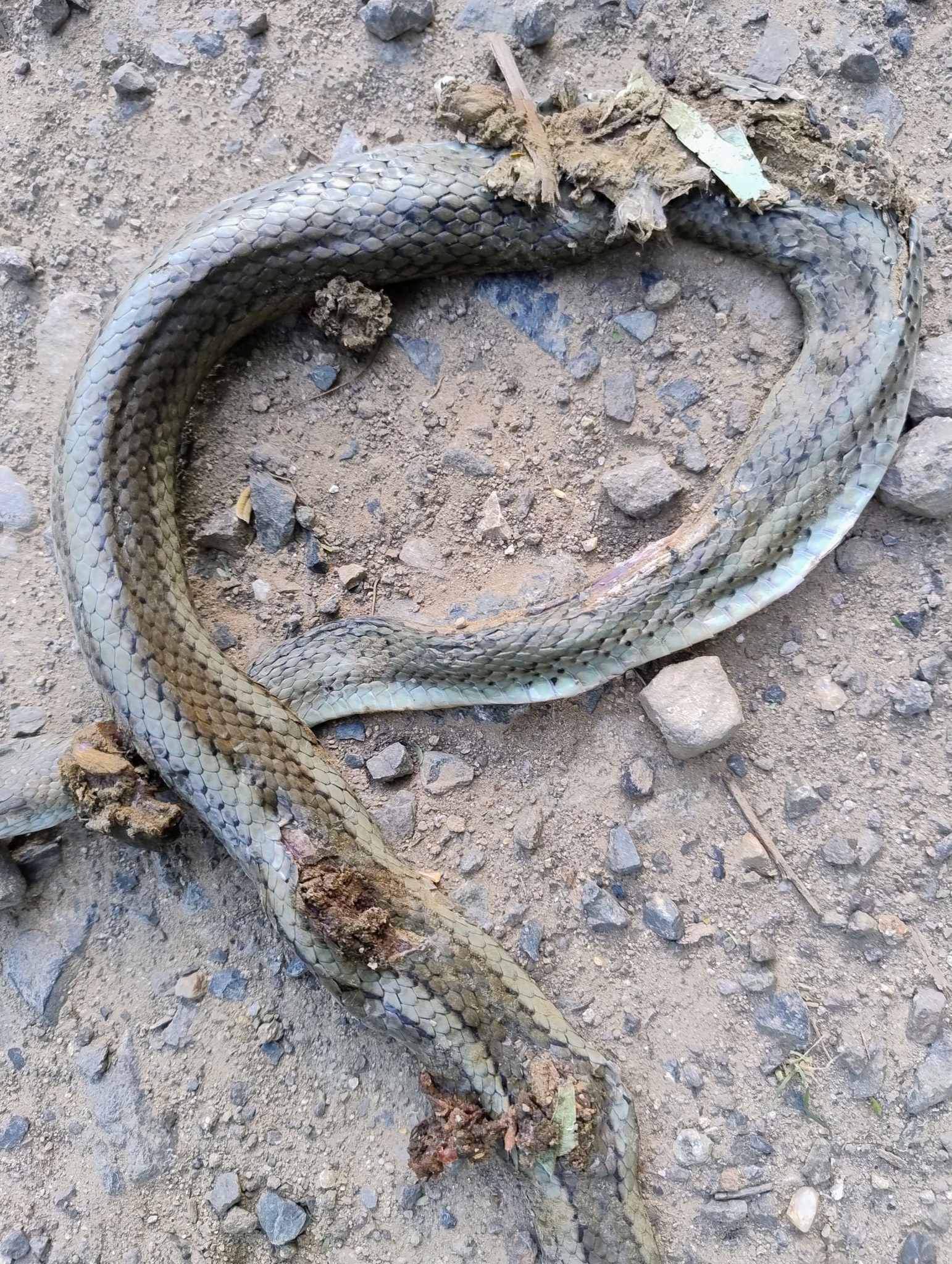 Mastigodryas heathii image