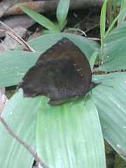 Mahathala ameria