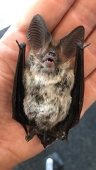 Nyctophilus geoffroyi