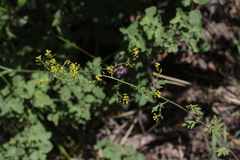 Descurainia californica