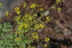 Descurainia californica