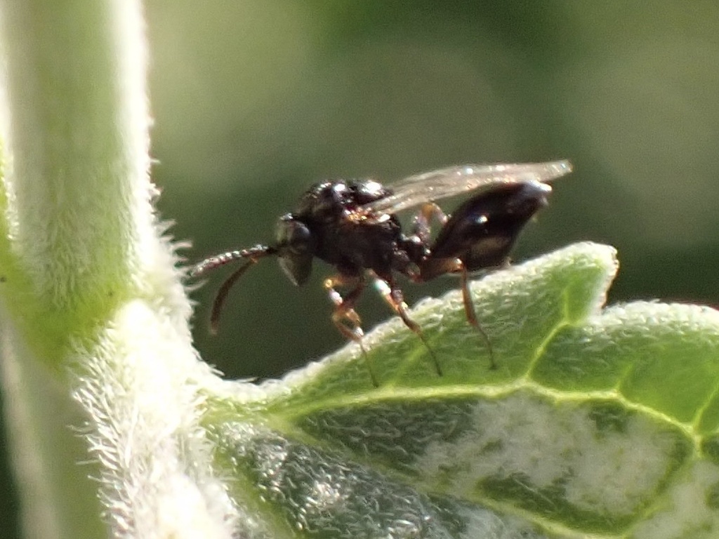 Pseudometagea schwarzii