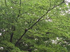 Micropternus brachyurus