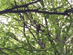 Micropternus brachyurus