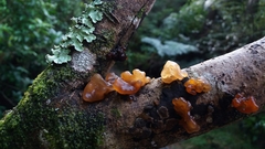 Tremella vesiculosa