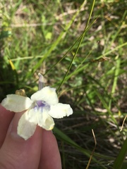 Delphinium pavonaceum