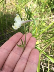 Delphinium pavonaceum