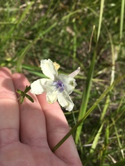 Delphinium pavonaceum