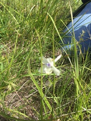 Delphinium pavonaceum