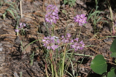 Allium bisceptrum