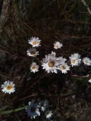 Helichrysum candollei
