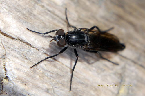 iNaturalist observation photo of Stiletto Flies