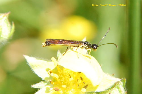 iNaturalist observation photo of Stem Sawflies