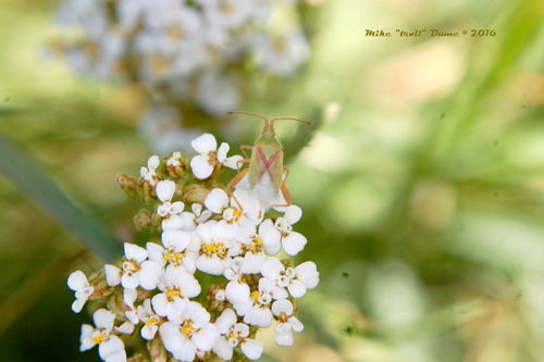 iNaturalist observation photo of Harmostes
