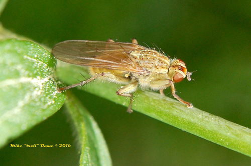 iNaturalist observation photo of Golden Dung Fly
