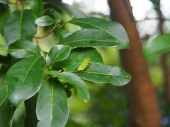 Chremistica ochracea