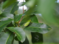 Chremistica ochracea