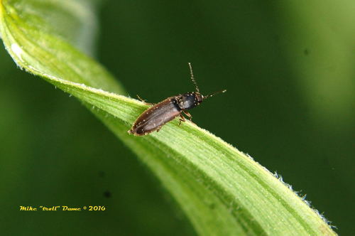 iNaturalist observation photo of Click Beetles
