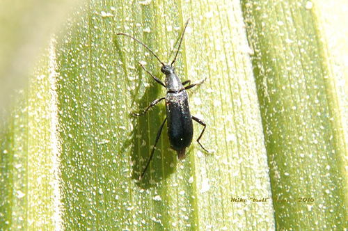 iNaturalist observation photo of Grammoptera subargentata