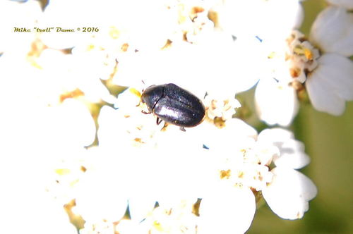 iNaturalist observation photo of Dark Carpet Beetle