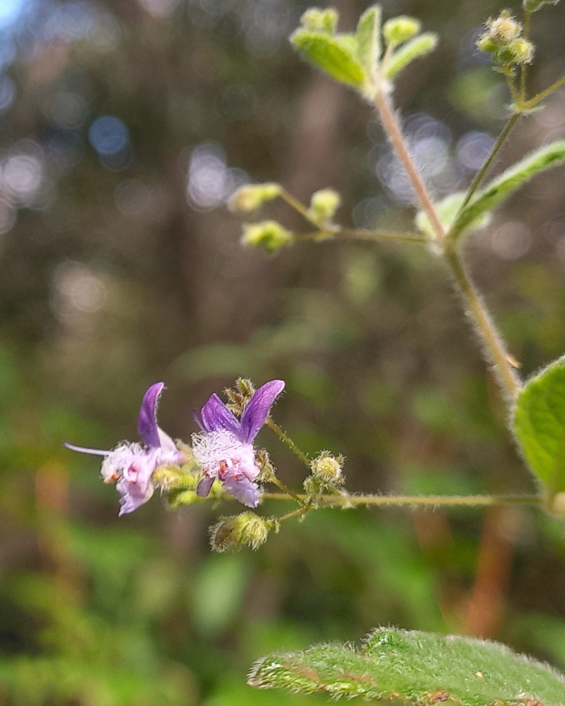 Hyptidendron amethystoides