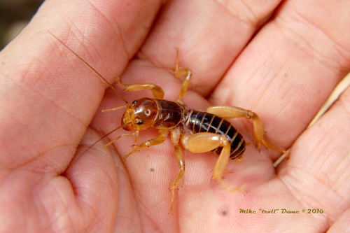 iNaturalist observation photo of North American Jerusalem Crickets