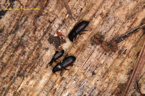 iNaturalist observation photo of Cossoninae