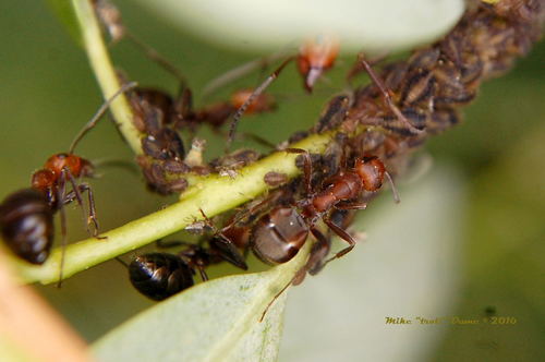 iNaturalist observation photo of Chaitophorus