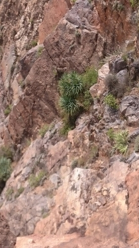 Dracaena draco