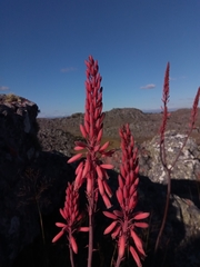 Aloe ibitiensis