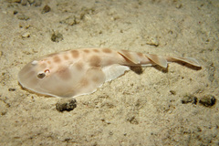Narcinops westraliensis