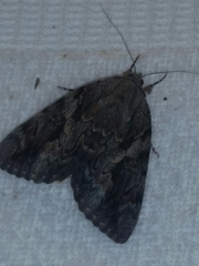 Catocala agrippina