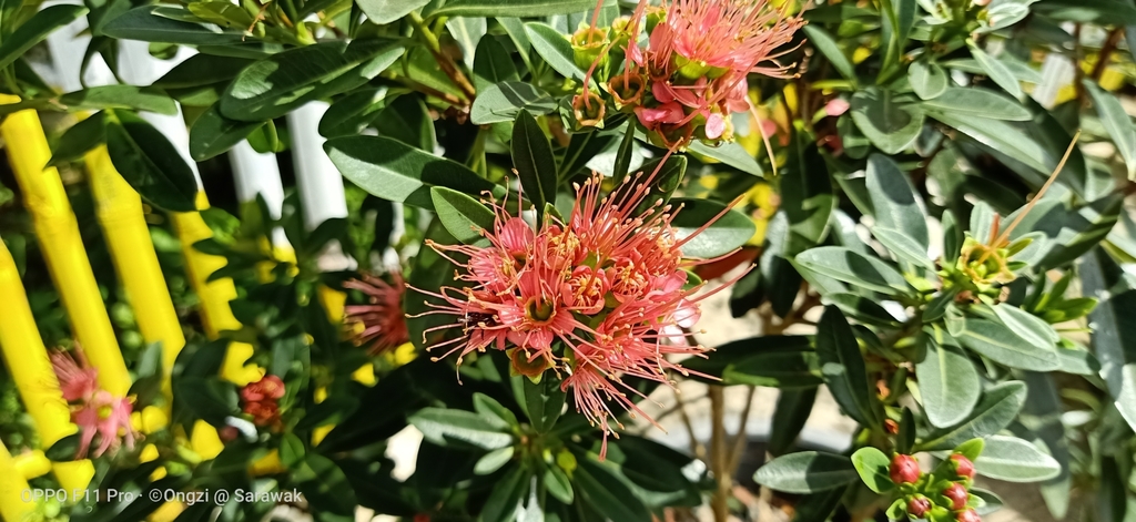 Xanthostemon verdugonianus