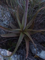 Aloe ibitiensis