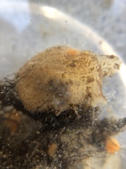 Molgula manhattensis